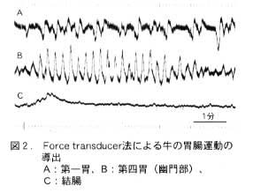 図2 Force transducer法による牛の胃腸運動の導出