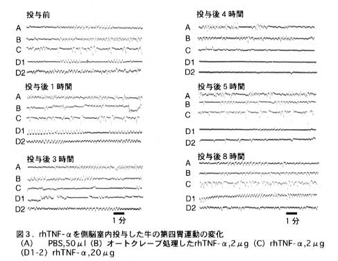 図3 rhTNF-αを側脳室内投与した牛の第四胃運動の変化