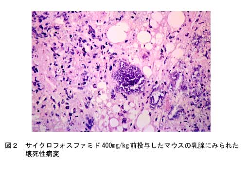 図2 サイクロフォスファミド400mg/kg前投与したマウスの乳腺に見られた壊死性病変