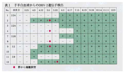 表1 子羊白血球からのOHV-2遺伝子検出