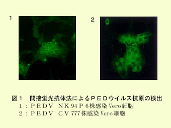 図1 間接蛍光抗体法によるPEDウイルス抗原の検出