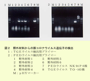 図2 野外材料からの豚コロナウイルス遺伝子の検出