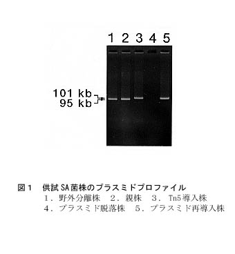 図1 供試SA菌株のプラスミドプロファイル