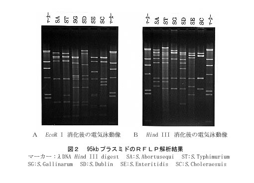 図2 95kbプラスミドのRFLP解析結果