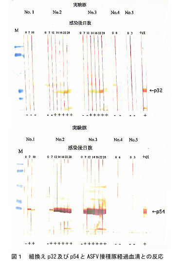 図1 組換えp32とp54とASFV接種豚経過血清との反応