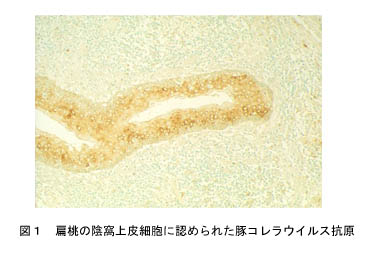 図1 扁桃の陰窩上皮細胞に認められた豚コレラウイルス抗原