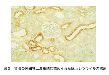 図2 腎臓の尿細管上皮細胞に認められた豚コレラウイルス抗原