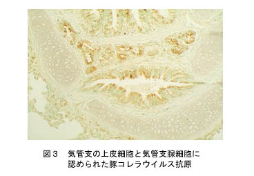 図3 気管支の上皮細胞と気管支線細胞に認められた豚コレラウイルス抗原