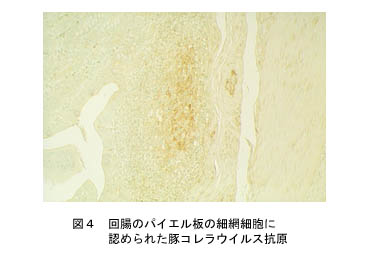 図4 回腸のパイエル板の細網細胞に認められた豚コレラウイルス抗原