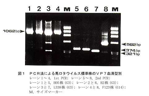 図1 PCR法による馬ロタウイルス標準株のVP7血清型別