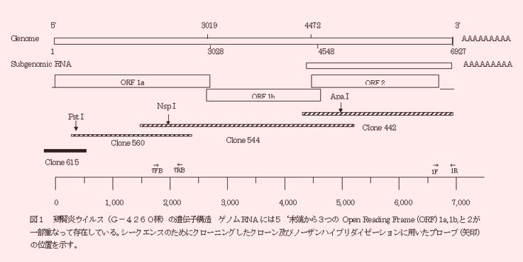 図1 鶏腎炎ウイルスの遺伝子構造