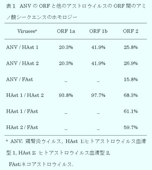 表1 ANVのORFと他のアストロウイルスのORF間のアミノ酸シークエンスのホモロジー