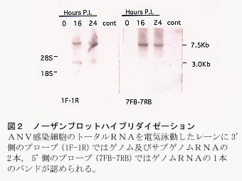 図2 ノーザンブロットハイブリダイゼーション