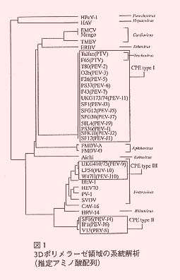 図1 3Dポリメラーゼ領域の系統解析