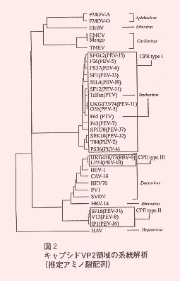 図2 キャプシドVP2領域の系統解析