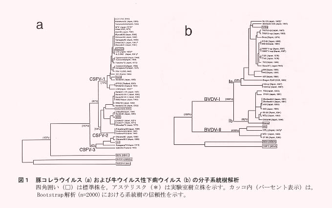 図1 豚コレラウイルス(a)および牛ウイルス性下痢ウイルス(b)の分子系統樹
