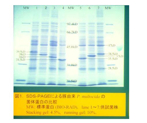 図1 SDS-PAGEによる豚由来P.multocidaの菌体蛋白の比較