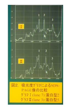 図2 吸光度グラフによるSDS-PAGE像の比較