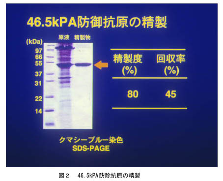 図2 46.5kPA防除抗原の生成