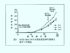 図1 SCID-Boにおける原虫寄生率の推移と幼ダニの吸血