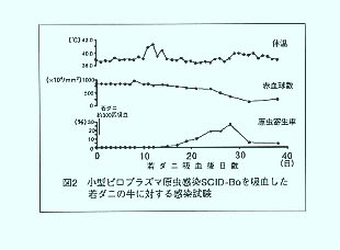 図2 小型ピロプラズマ原虫感染SCID-Boを吸血した若ダニの牛に対する感染試験