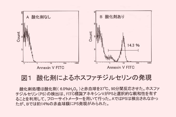 図1 酸化剤によるホスファチジルセリンの発現