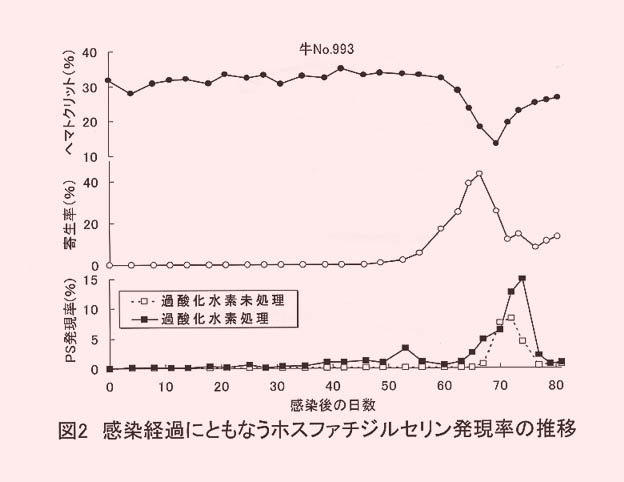 図2 感染経過にともなうホスファチジルセリン発現率の推移