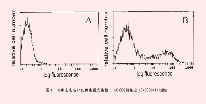 図1 mAbをもchじいた免疫蛍光染色