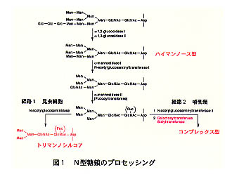 図1 N型糖類のプロセッシング