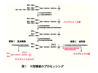 図1 N型糖類のプロセッシング
