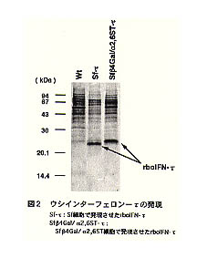 図2 ウシインターフェロン-τの発現