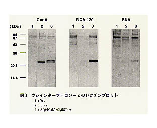 図3 ウシインターフェロン-τのレクチンプロット