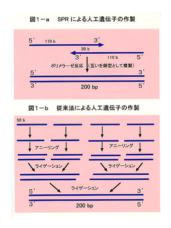 図1-a SPRによる人工遺伝子の作製 図1-b 従来法による人工遺伝子の作製