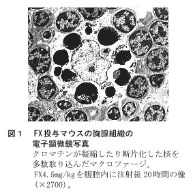 図1 FX投与マウスの胸腺組織の電子顕微鏡写真