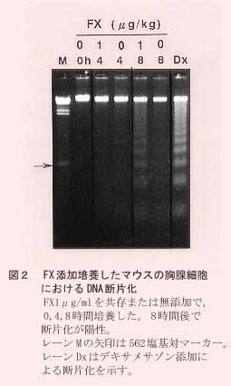 図2 FX添加培養したマウスの胸腺細胞におけるDNA断片化