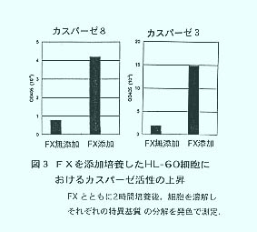 図3 FXを添加培養したHL-60細胞におけるカスパーゼ活性の上昇