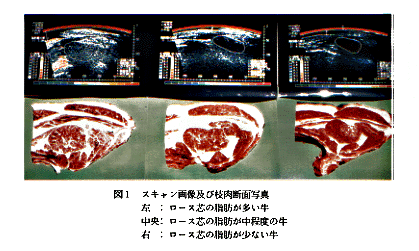 図1 スキャン画像及び枝肉断面写真