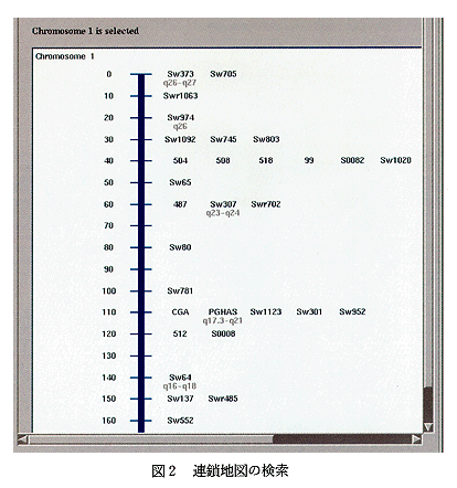 図2 連鎖地図の検索