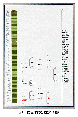図3 染色体物理地図の検索