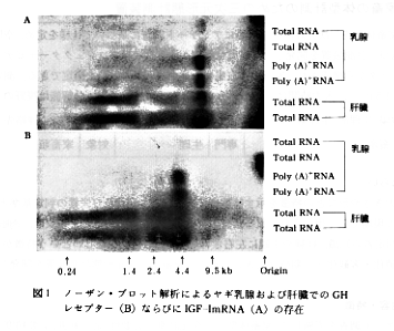 図1 ノーザン・ブロット解析によるヤギ乳腺および肝臓でのGHレセプターならぶにIGF-1mRNAの存在