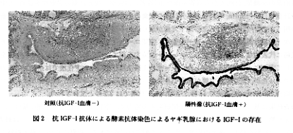 図2 抗IGF-1抗体による酵素抗体染色によるヤギ乳腺におけるIGH-1の存在