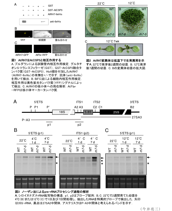 図1 AtRH7はAtCSP3と相互作用する?図2 AtRH7変異体は低温下で生育異常を示す?図3 ノーザン法によるpre-rRNAプロセシング過程の解析