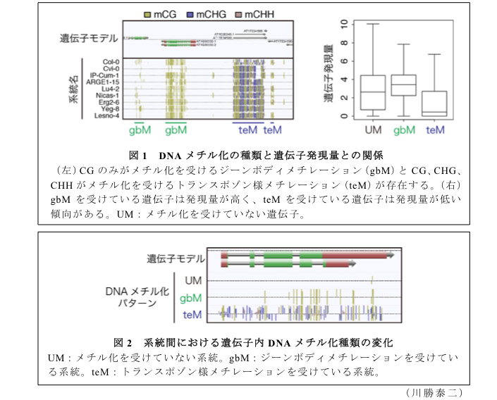 図1 DNAメチル化の種類と遺伝子発現量との関係?図2 系統間における遺伝子内DNAメチル化種類の変化