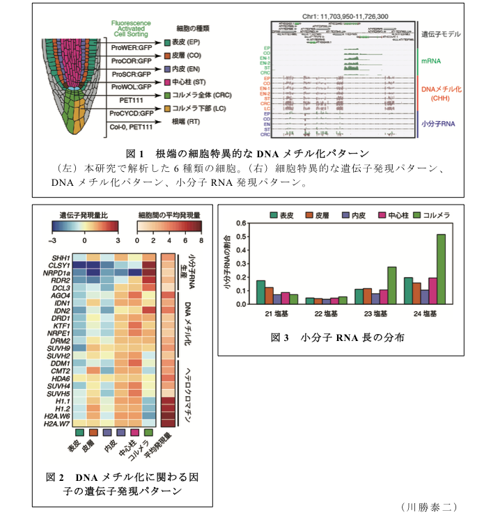 図1 根端の細胞特異的なDNAメチル化パターン?図2 DNAメチル化に関わる因子の遺伝子発現パターン?図3 小分子RNA長の分布