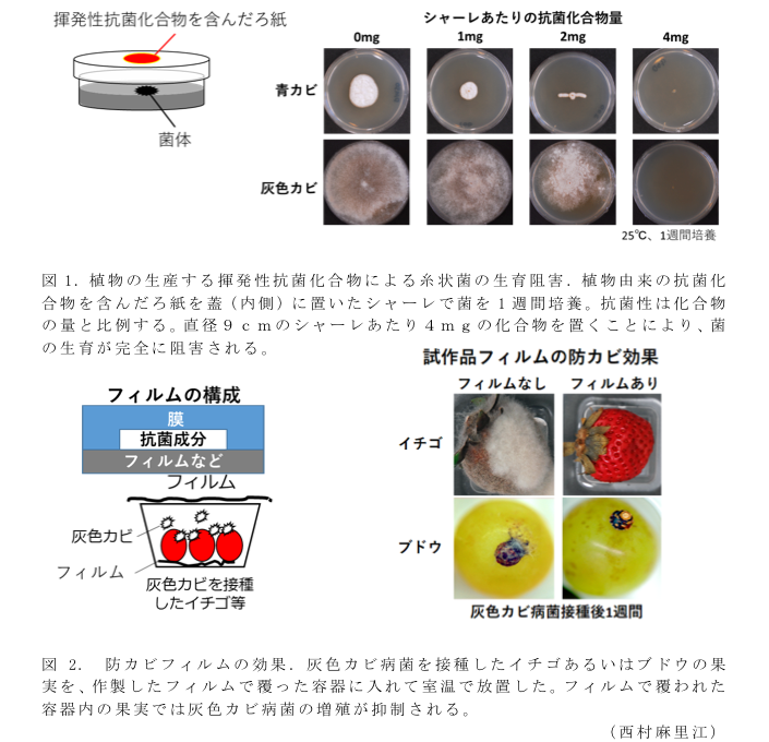 図1. 植物の生産する揮発性抗菌化合物による糸状菌の生育阻害?図2. 防カビフィルムの効果.