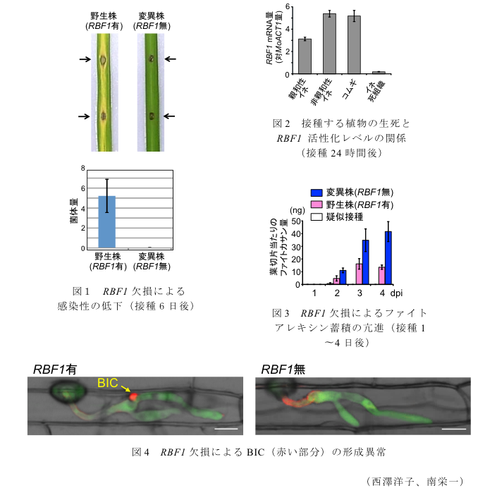 図1 RBF1欠損による感染性の低下(接種6日後)?図2 接種する植物の生死とRBF1活性化レベルの関係(接種24時間後)?図3 RBF1 欠損によるファイトアレキシン蓄積の亢進(接種1?4日後)?図4 RBF1欠損によるBIC(赤い部分)の形成異常