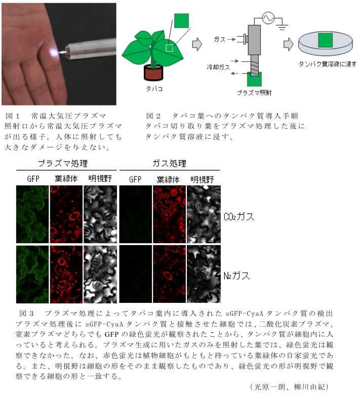 図1 常温大気圧プラズマ?図2 タバコ葉へのタンパク質導入手順?図3 プラズマ処理によってタバコ葉内に導入されたsGFP-CyaAタンパク質の検出