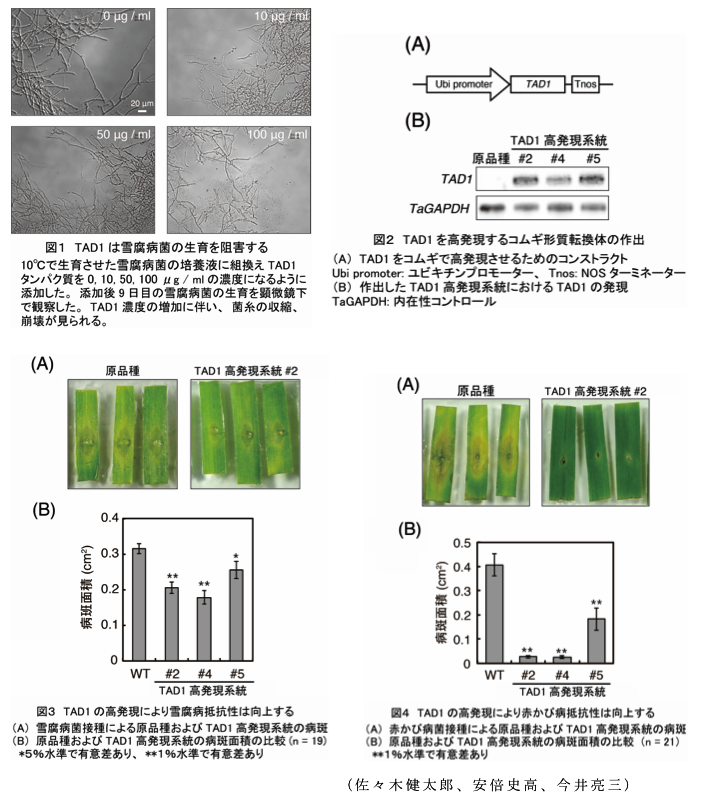 図1 TAD1は雪腐病菌の生育を阻害する?図2 TAD1を高発現するコムギ形質転換体の作出?図3 TAD1の高発現により雪腐病抵抗性は向上する?図4 TAD1の高発現により赤かび病抵抗性は向上する