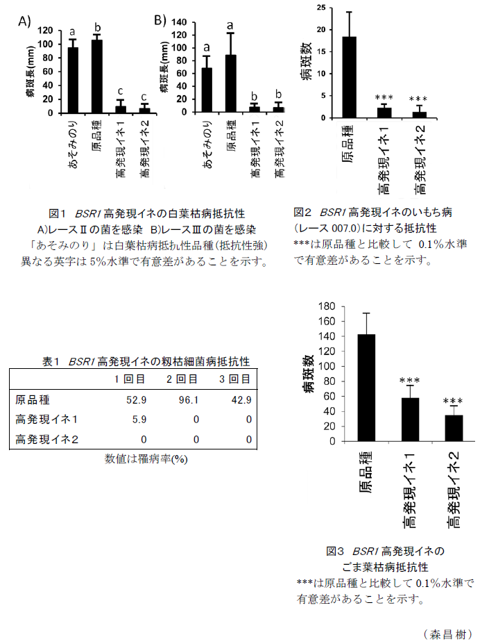 図1 BSR1高発現イネの白葉枯病抵抗性?図2 BSR1高発現イネのいもち病(レース007.0)に対する抵抗性?図3 BSR1高発現イネのごま葉枯病抵抗性?表1 BSR1高発現イネの籾枯細菌病抵抗性