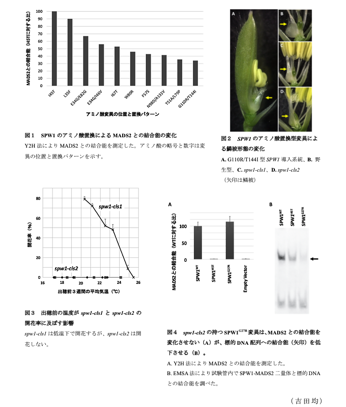 図1 SPW1のアミノ酸置換によるMADS2との結合能の変化?図2 SPW1のアミノ酸置換型変異による鱗被形態の変化?図3 出穂前の温度がspw1-cls1とspw1-cls2の開花率に及ぼす影響?図4 spw1-cls2の持つSPW1G27R変異は、MADS2との結合能を変化させない(A)が、標的DNA配列への結合能(矢印)を低下させる(B)。